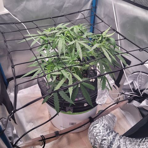 Blueberry Cheese Auto growlog photo: Trying trellis net to spread out top branches
