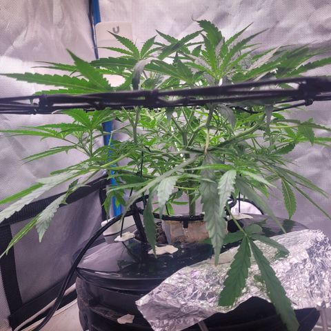 Blueberry Cheese Auto growlog photo: More training and defoliation of top leaves
