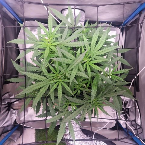 Blueberry Cheese Auto growlog photo: More training and defoliation of top leaves