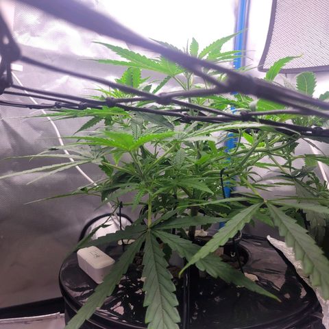Blueberry Cheese Auto growlog photo: More training and defoliation of top leaves