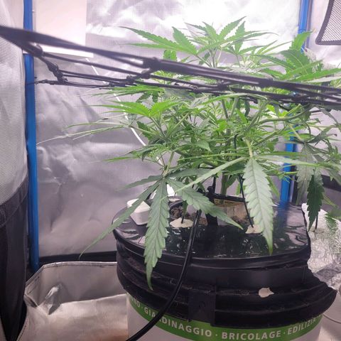 Blueberry Cheese Auto growlog photo: More training and defoliation of top leaves