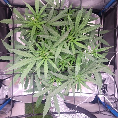 Blueberry Cheese Auto growlog photo: More training and defoliation of top leaves