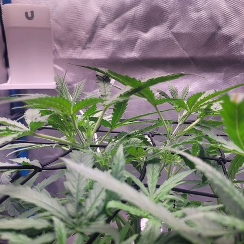 Blueberry Cheese Auto growlog photo: More training and defoliation of top leaves