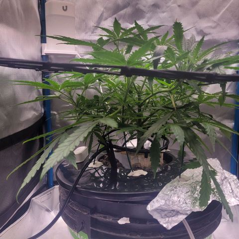 Blueberry Cheese Auto growlog photo: More training and defoliation of top leaves