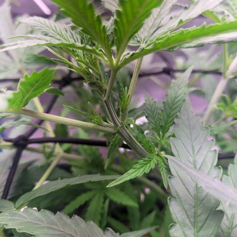 Blueberry Cheese Auto growlog timeline photo