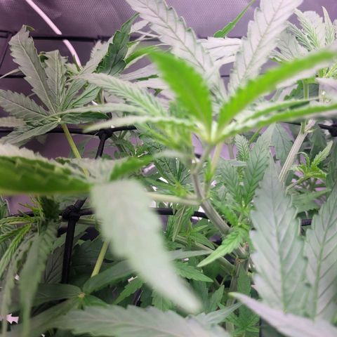 Blueberry Cheese Auto growlog timeline photo