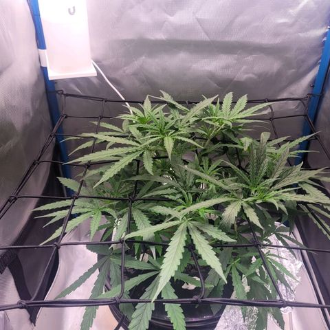 Blueberry Cheese Auto growlog timeline photo