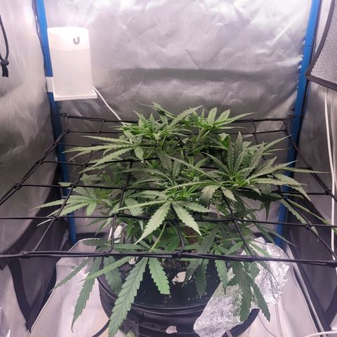 Blueberry Cheese Auto growlog photo: More training and defoliation of top leaves