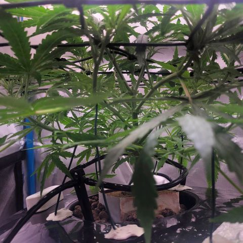 Blueberry Cheese Auto growlog photo: More training and defoliation of top leaves