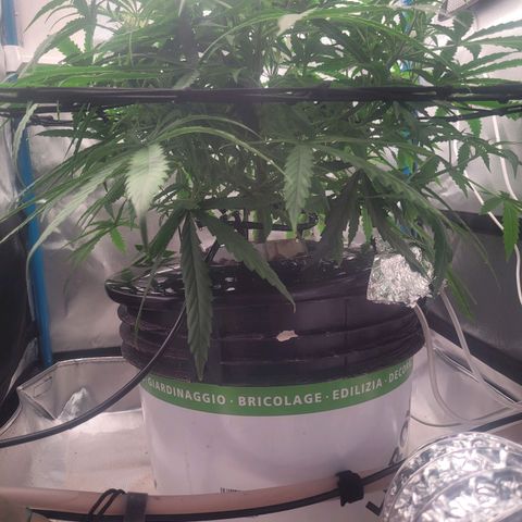 Blueberry Cheese Auto growlog timeline photo