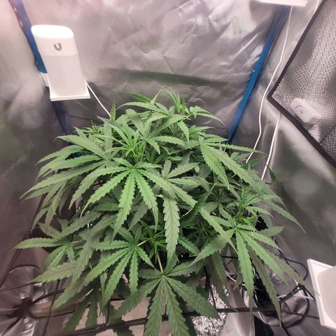 Blueberry Cheese Auto growlog timeline photo
