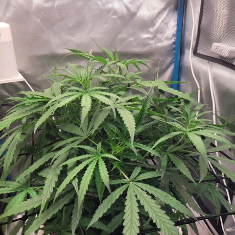 Blueberry Cheese Auto growlog timeline photo