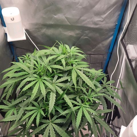Blueberry Cheese Auto growlog timeline photo