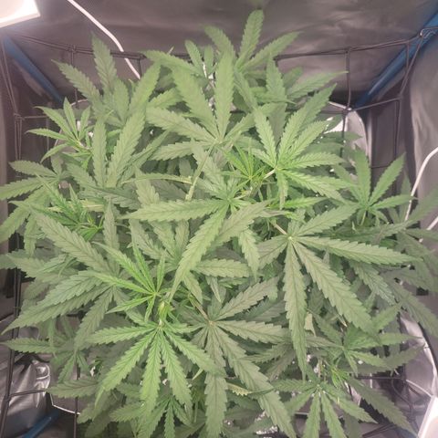 Blueberry Cheese Auto growlog timeline photo
