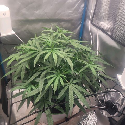 Blueberry Cheese Auto growlog timeline photo