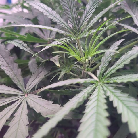 Blueberry Cheese Auto growlog timeline photo