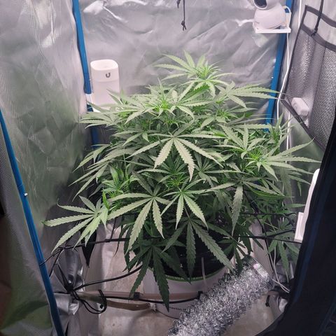 Blueberry Cheese Auto growlog timeline photo