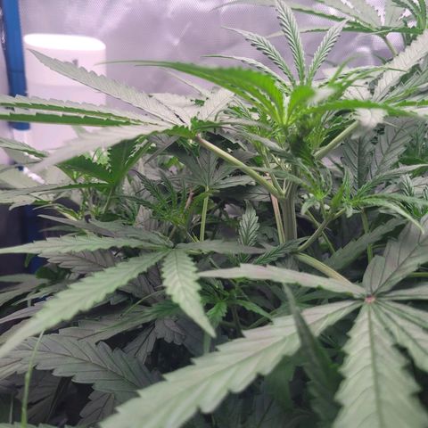 Blueberry Cheese Auto growlog timeline photo