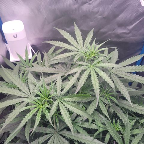 Blueberry Cheese Auto growlog timeline photo