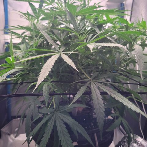 Blueberry Cheese Auto growlog timeline photo