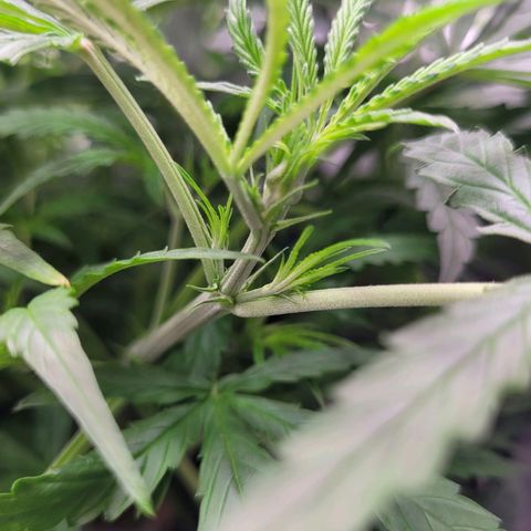 Blueberry Cheese Auto growlog photo: Noticed first signs of pistils. Considering to switch nutes