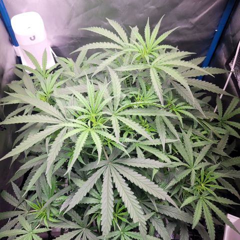 Blueberry Cheese Auto growlog photo: Noticed first signs of pistils. Considering to switch nutes