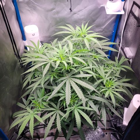 Blueberry Cheese Auto growlog photo: Noticed first signs of pistils. Considering to switch nutes