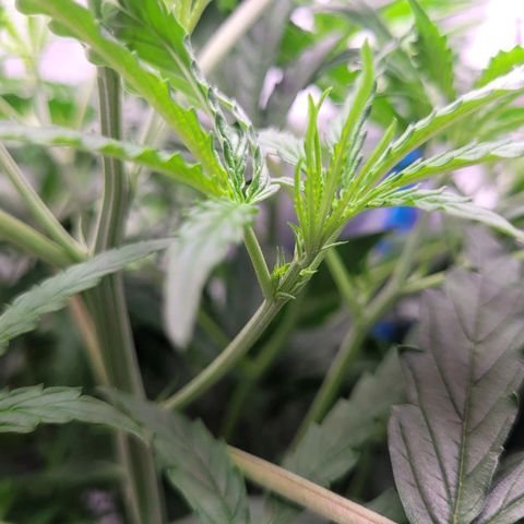 Blueberry Cheese Auto growlog photo: Noticed first signs of pistils. Considering to switch nutes
