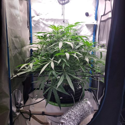 Blueberry Cheese Auto growlog photo: Noticed first signs of pistils. Considering to switch nutes