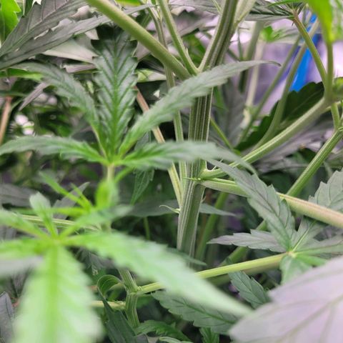 Blueberry Cheese Auto growlog photo: Noticed first signs of pistils. Considering to switch nutes