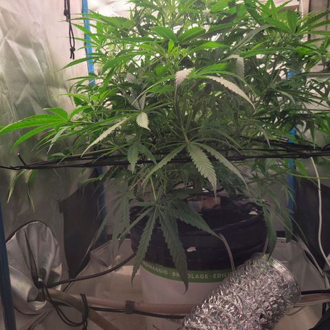 Blueberry Cheese Auto growlog timeline photo