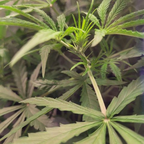 Blueberry Cheese Auto growlog timeline photo