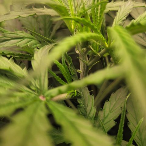 Blueberry Cheese Auto growlog timeline photo