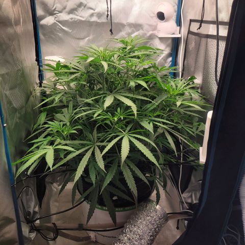 Blueberry Cheese Auto growlog timeline photo