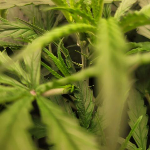 Blueberry Cheese Auto growlog timeline photo