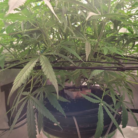 Blueberry Cheese Auto growlog timeline photo