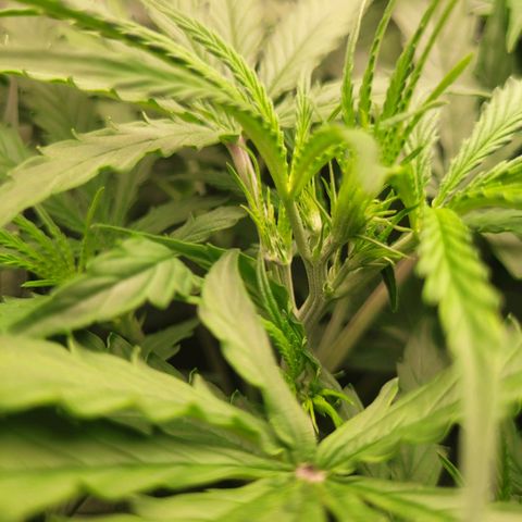 Blueberry Cheese Auto growlog timeline photo