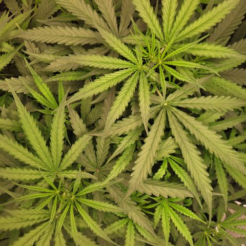 Blueberry Cheese Auto growlog timeline photo