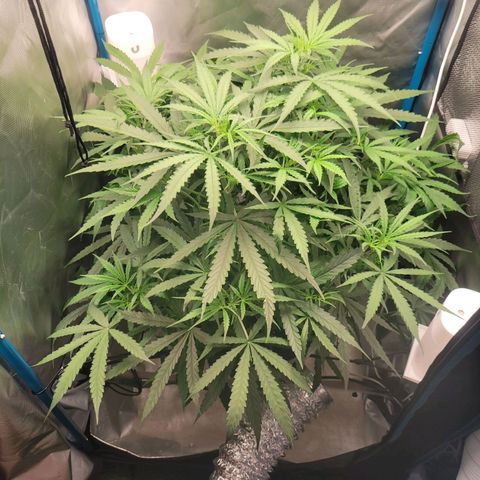Blueberry Cheese Auto growlog timeline photo