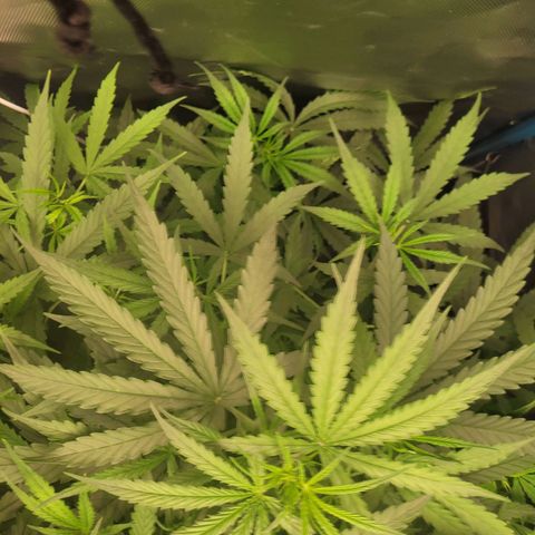 Blueberry Cheese Auto growlog timeline photo