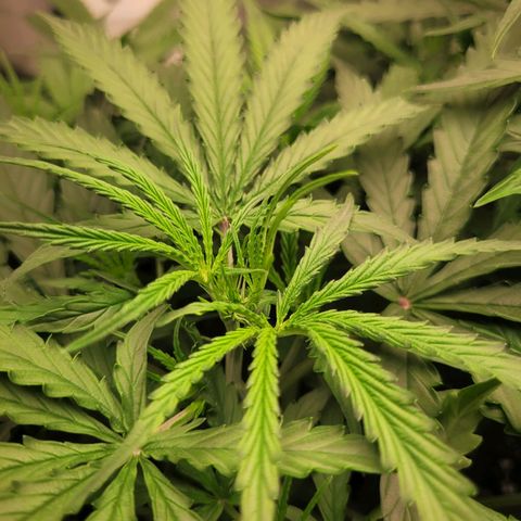 Blueberry Cheese Auto growlog timeline photo