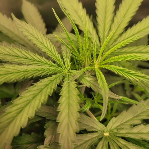 Blueberry Cheese Auto growlog timeline photo