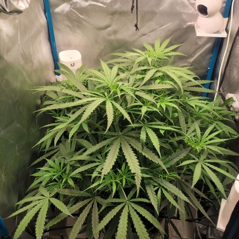 Blueberry Cheese Auto growlog timeline photo