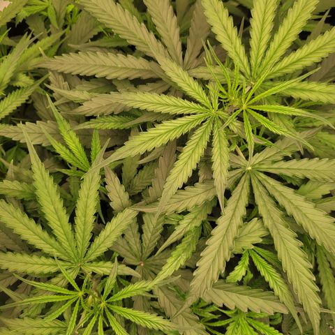 Blueberry Cheese Auto growlog timeline photo