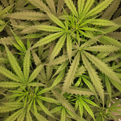 Blueberry Cheese Auto growlog timeline photo