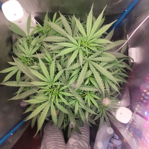Blueberry Cheese Auto growlog timeline photo