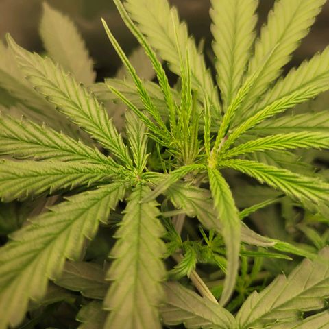 Blueberry Cheese Auto growlog timeline photo