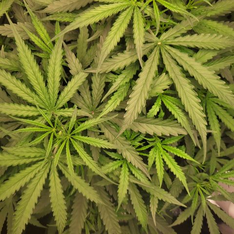 Blueberry Cheese Auto growlog timeline photo