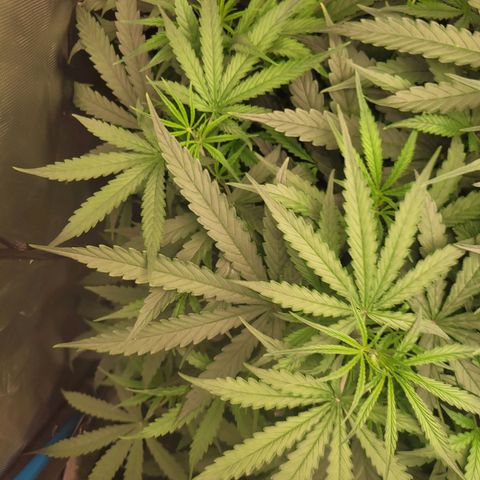 Blueberry Cheese Auto growlog timeline photo