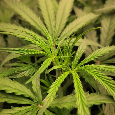 Blueberry Cheese Auto growlog timeline photo